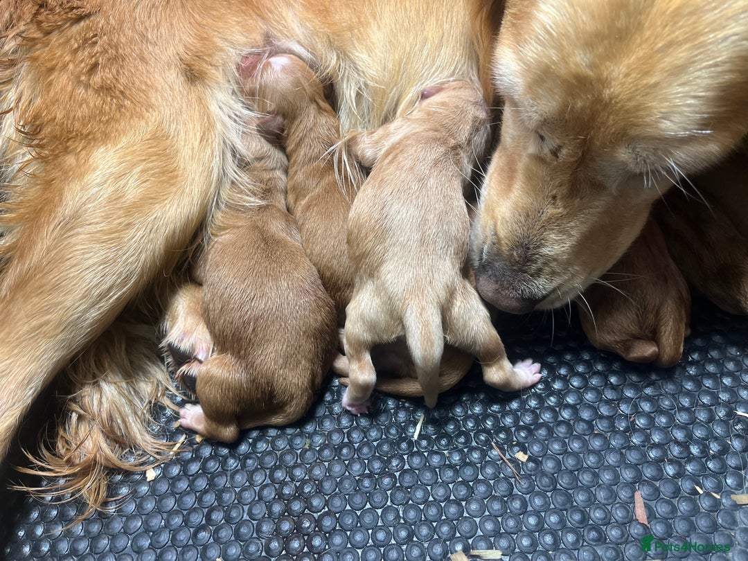 Golden Retriever dogs for sale: 4 ⭐️ licensed breeder through Doncaster council  - Image 4
