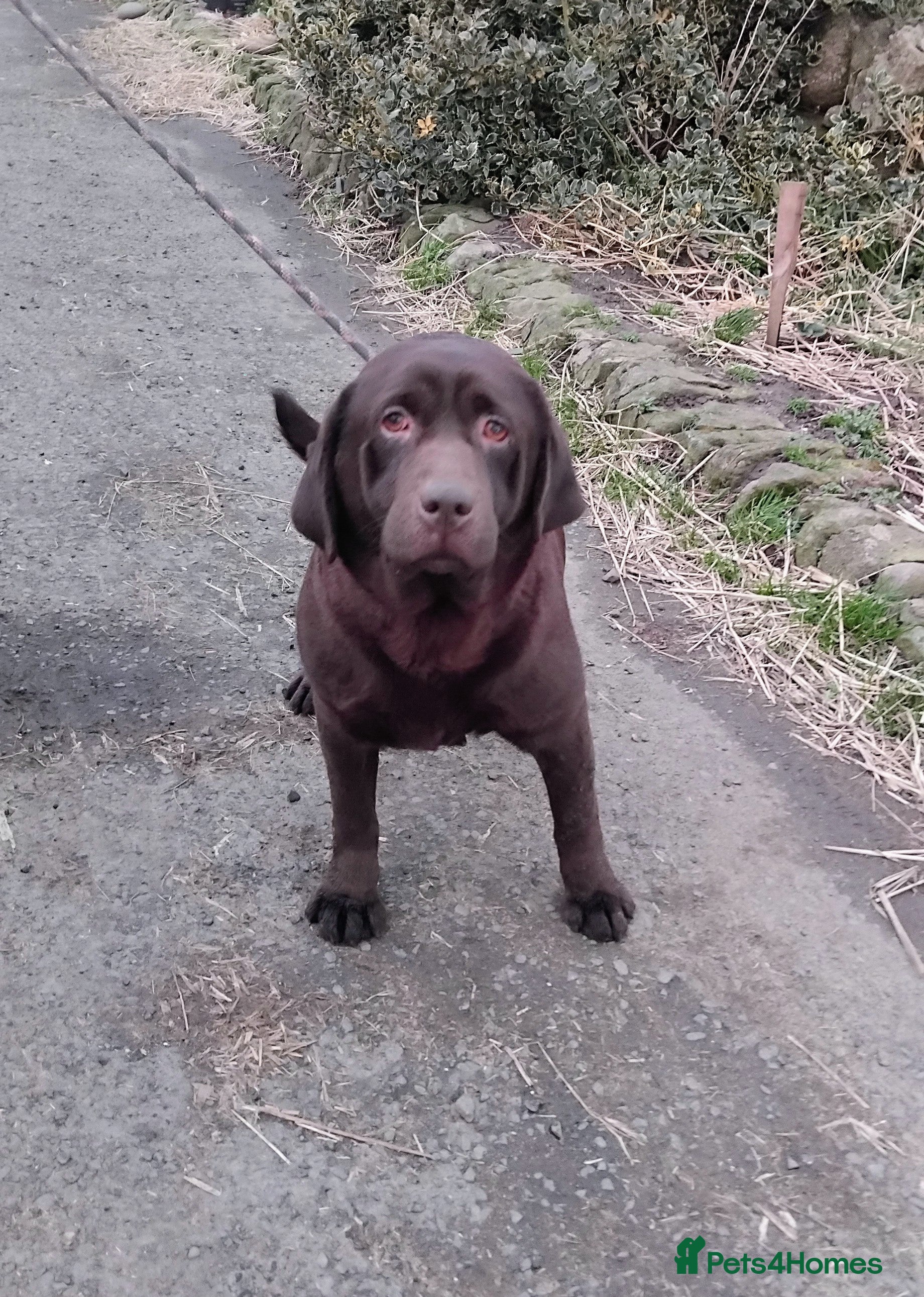 Labrador Retriever dogs Lovely 3 year old girl - Advert 1