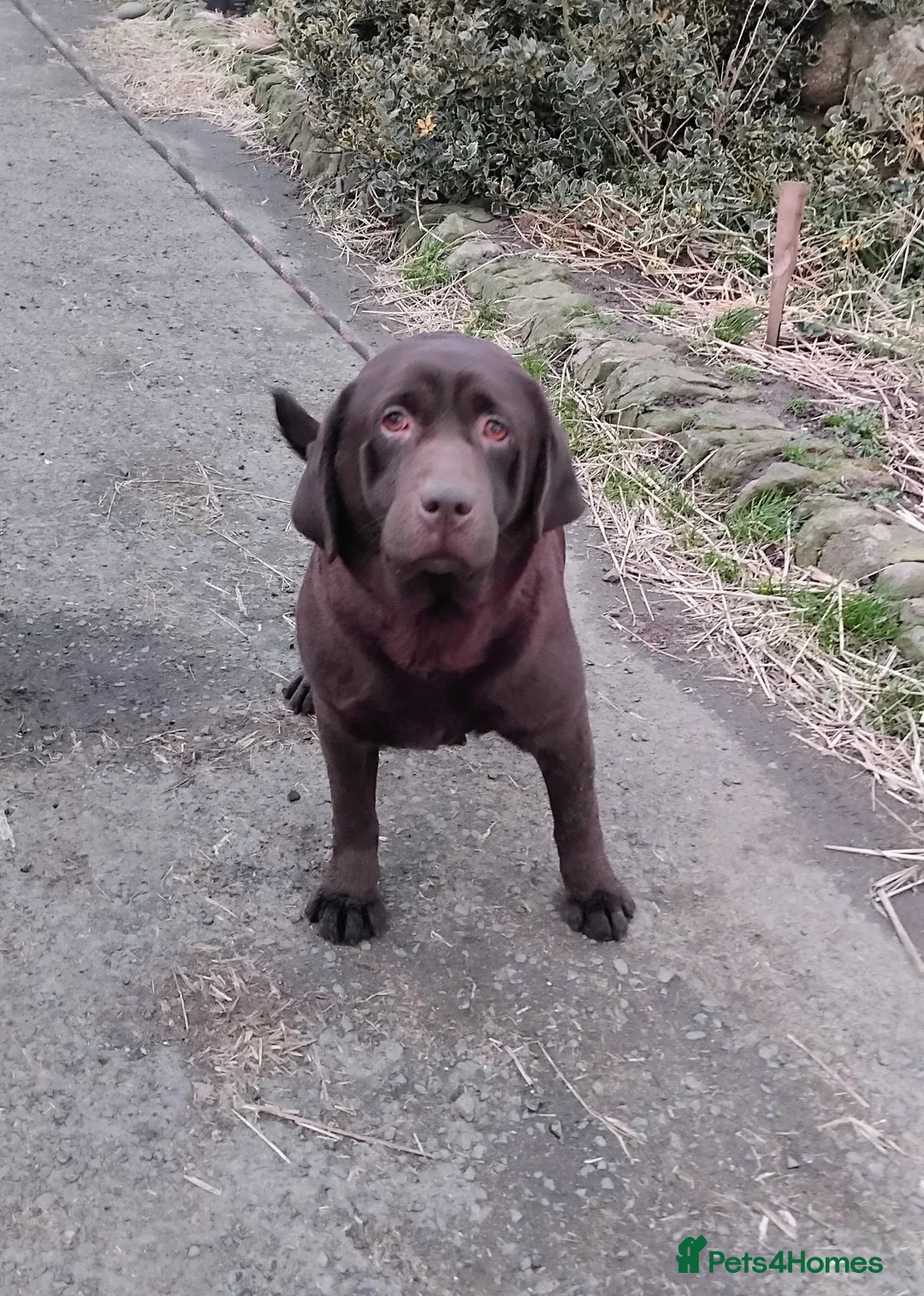 Labrador Retriever dogs for sale: Lovely 3 year old girl - Advert 1