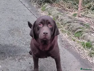 Labrador Retriever dogs Lovely 3 year old girl - Advert 6
