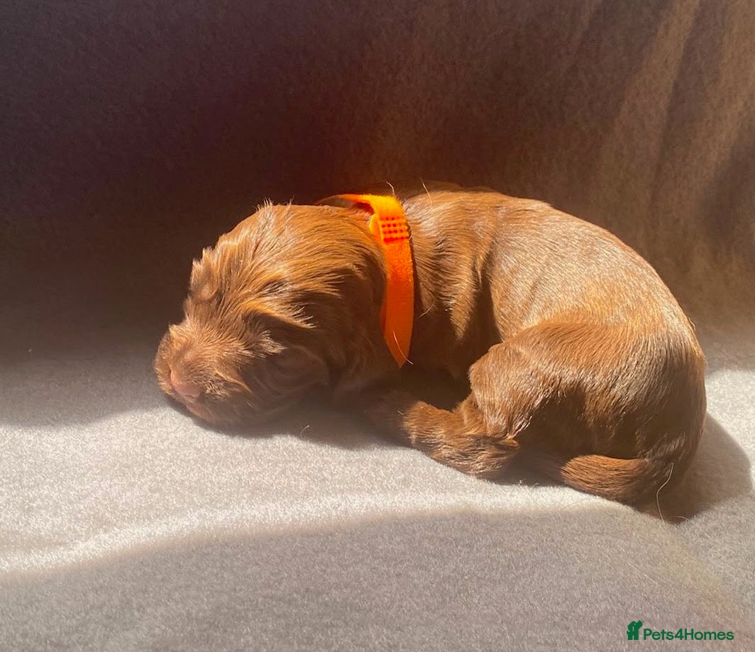 Cocker Spaniel dogs 🐾BEAUTIFUL KC REGISTERED SHOW COCKERS🐾 - Advert 1