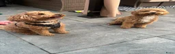 Mini Goldendoodle dogs for sale: Mini Goldendoodle boy - Advert 17