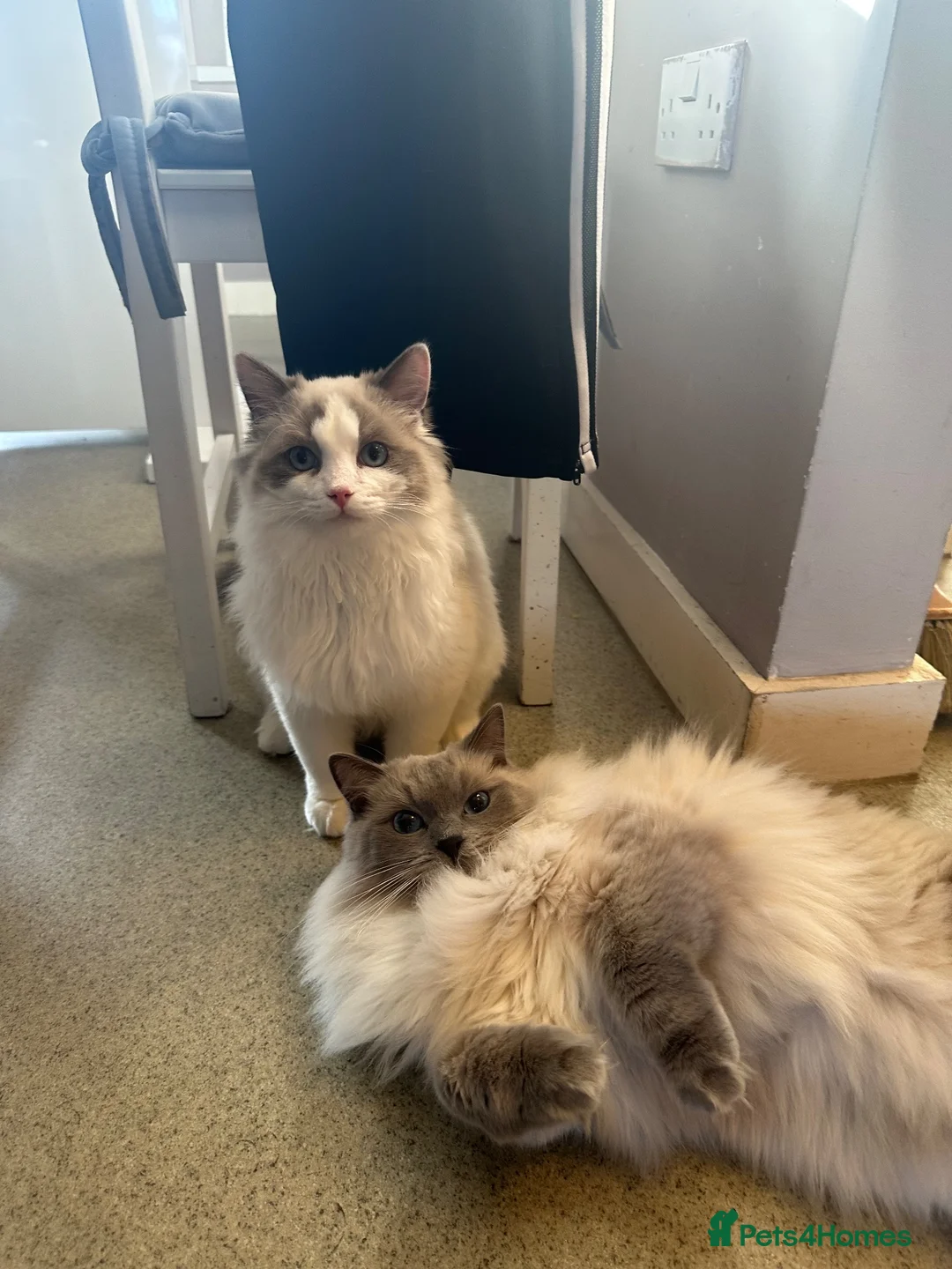 Ragdoll cats for sale: Ragdoll 3 years old - Advert 5