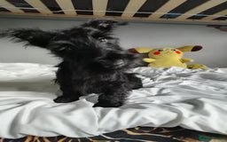 Scottish Terrier dogs for sale: Gorgeous Scottish boy available  - Image 8