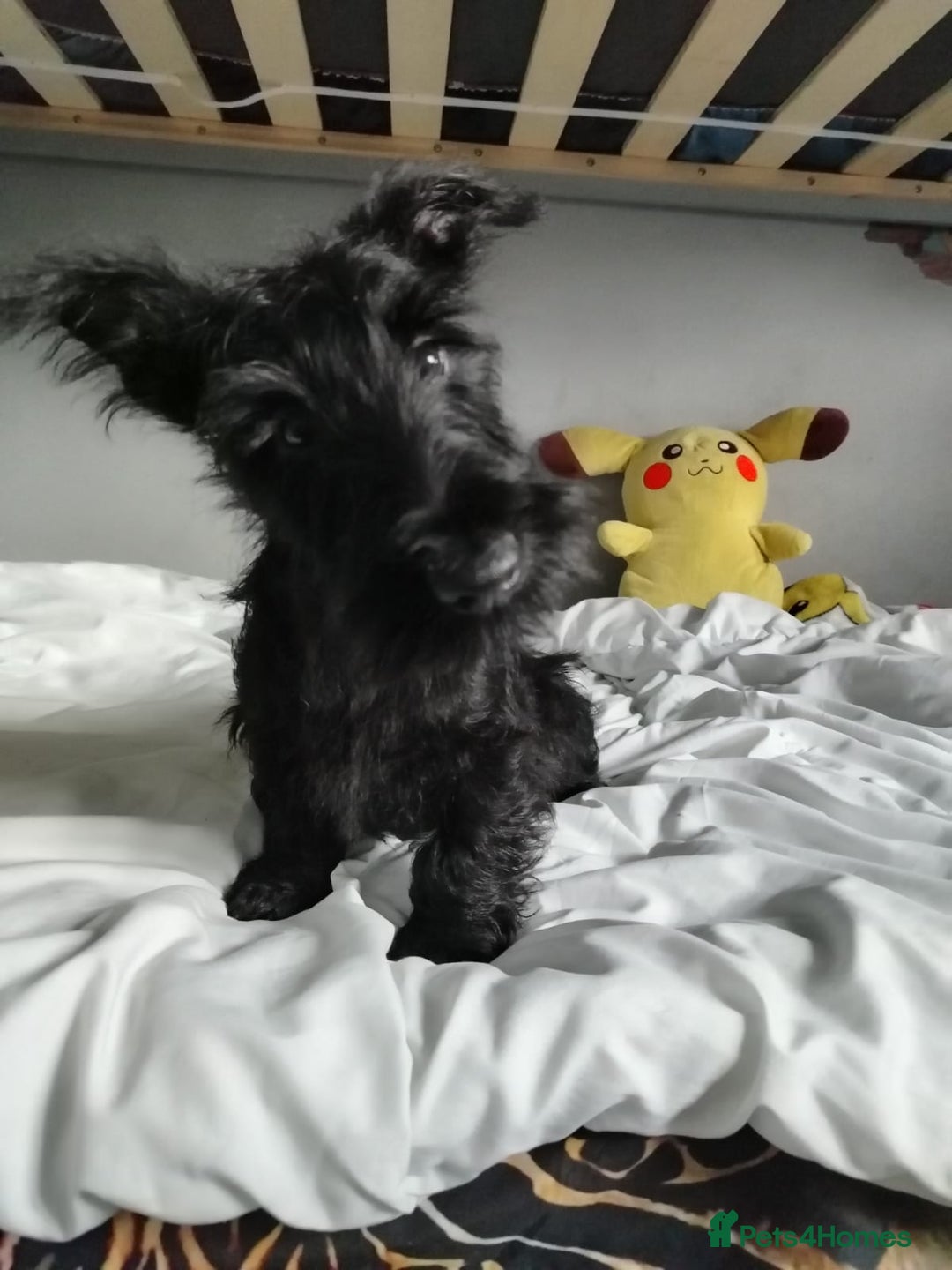 Scottish Terrier dogs for sale: Gorgeous Scottish boy available  - Image 8