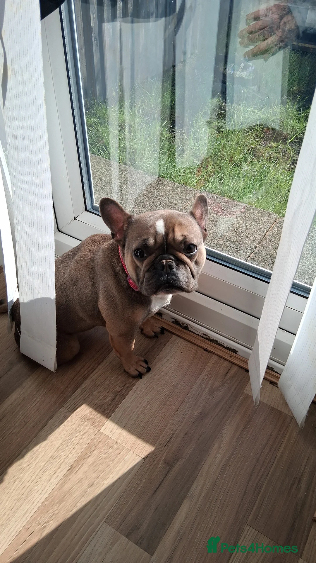 French Bulldog dogs for sale: 3 year old frenchie - Advert 4