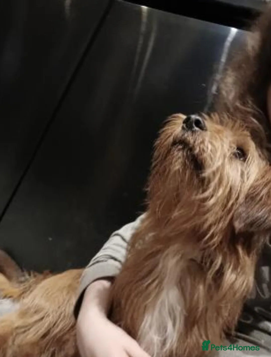 Mixed Breed dogs for sale: Dachshund Lhasa cross Male - Advert 7