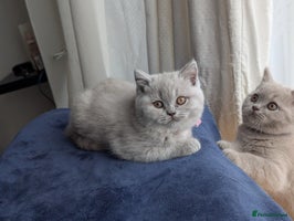 Scottish Fold cats - Advert 7