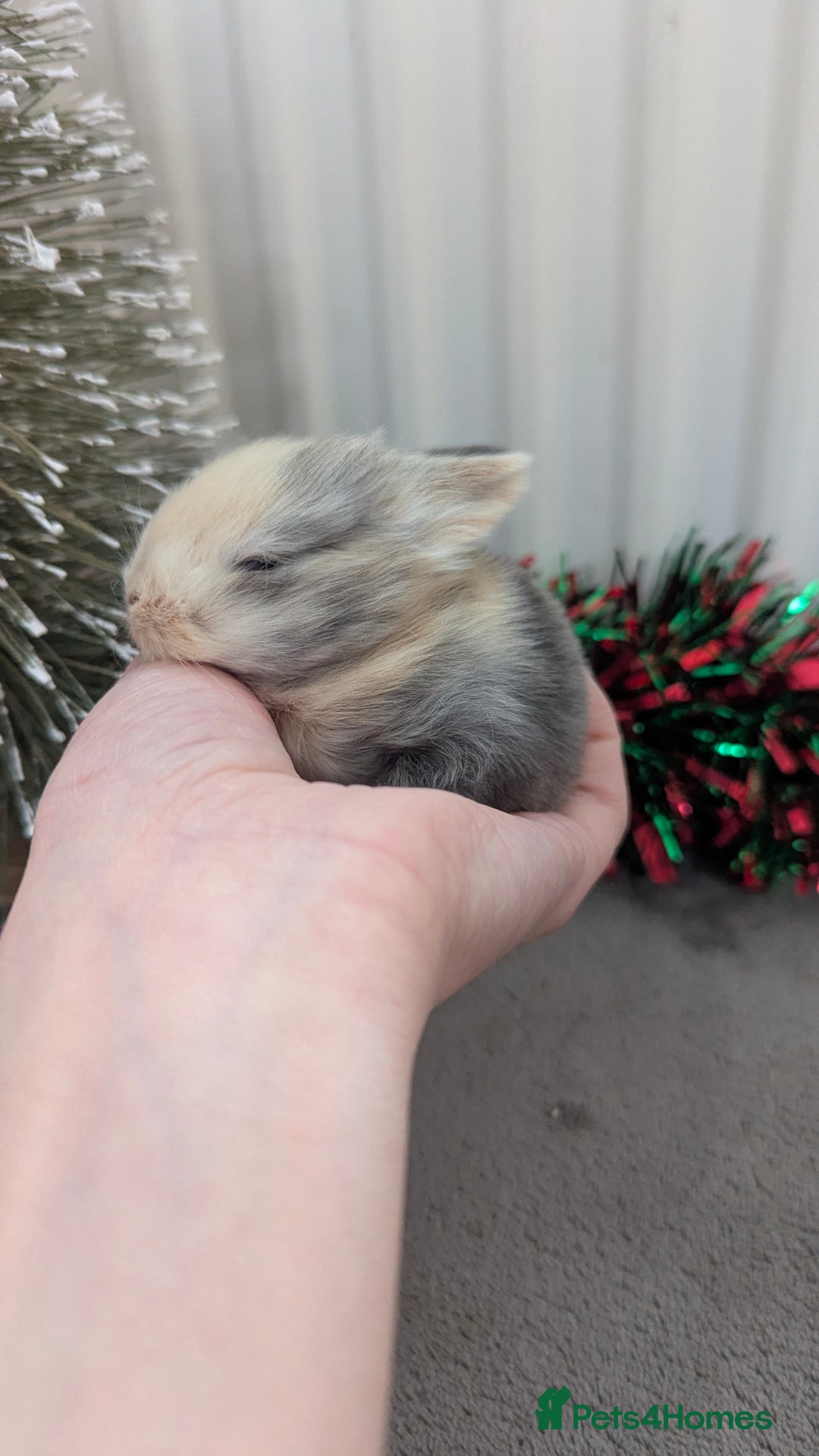 Mini Lop rabbits for sale: Mini lop babies waiting list  - Advert 6