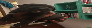 Cane Corso 5