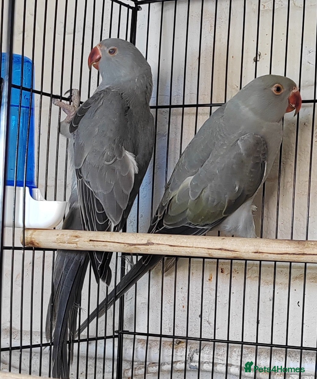 Ringnecks birds for sale: Beautiful Indian Ringneck babies available  - Advert 2