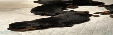 Rottweiler Puppy 6