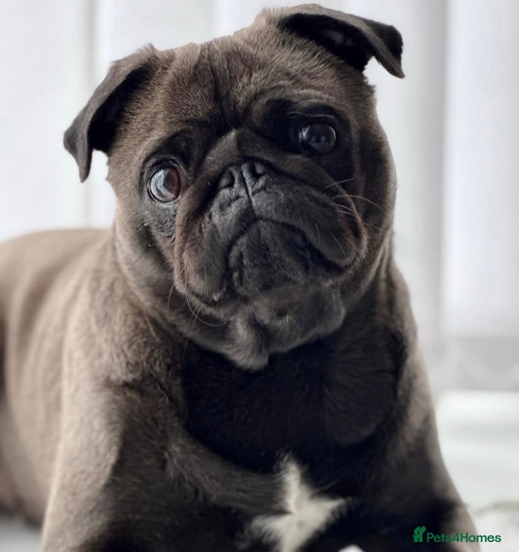 Pug dogs Female pug - Advert 1
