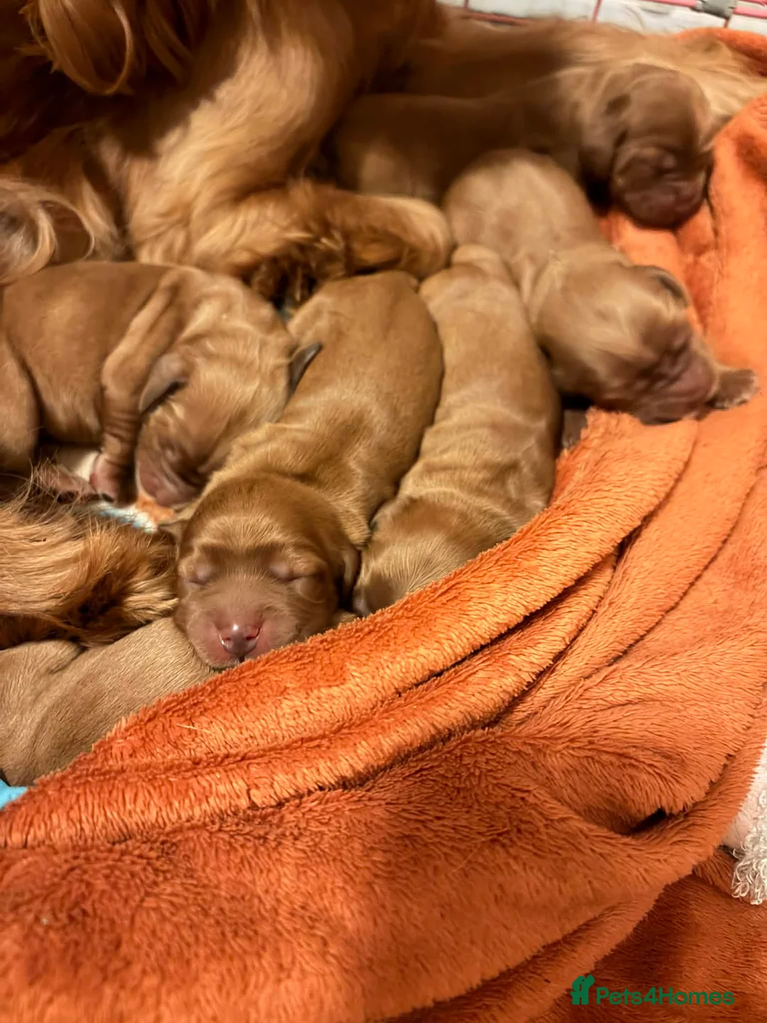 Cocker Spaniel dogs for sale: litter of 6 show cocker spaniel puppies  - Advert 11