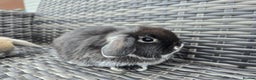 Mini Lop rabbits for sale: Beautiful mini lops bunnies  - Advert 2