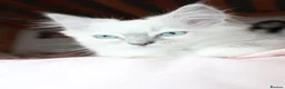 Ragdoll cats for sale: Three months old, fully vaccinated  - Advert 9