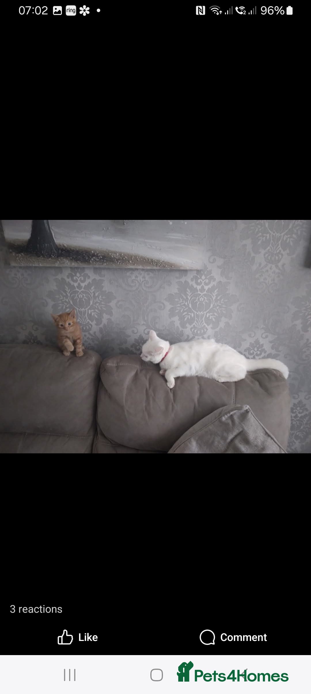 Mixed Breed cats for sale: Kittens  - Image 4