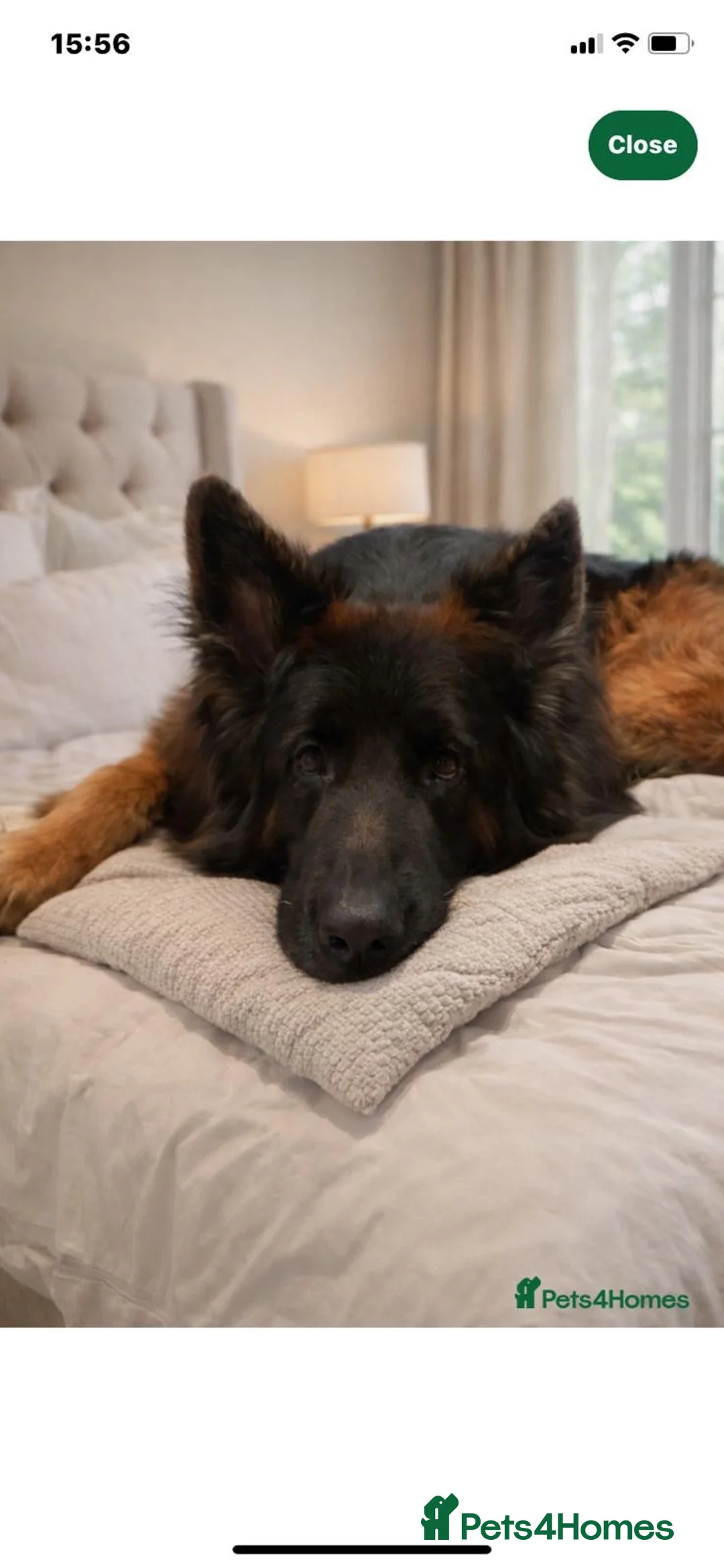German Shepherd dogs for sale: LARGE KC BIG BONE PUPPIES  in Cheadle - Advert 12