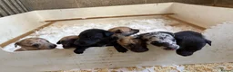 Lurcher dogs for sale: Genuine 3/4 whippet 1/4 collie pups for sale  - Advert 5