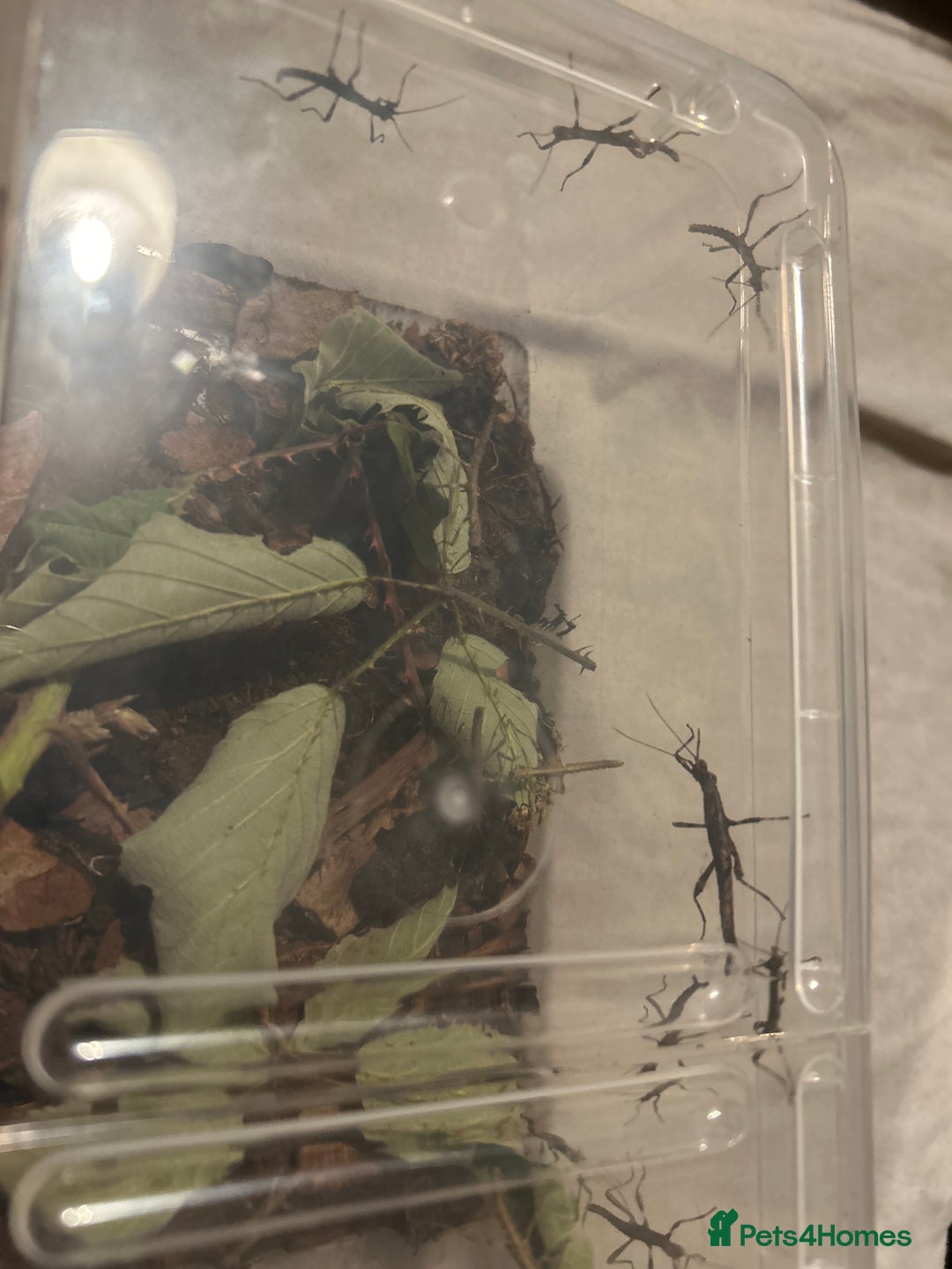 Stick Insects invertebrates for sale: Sunny and Thorny Stick insects - Advert 3