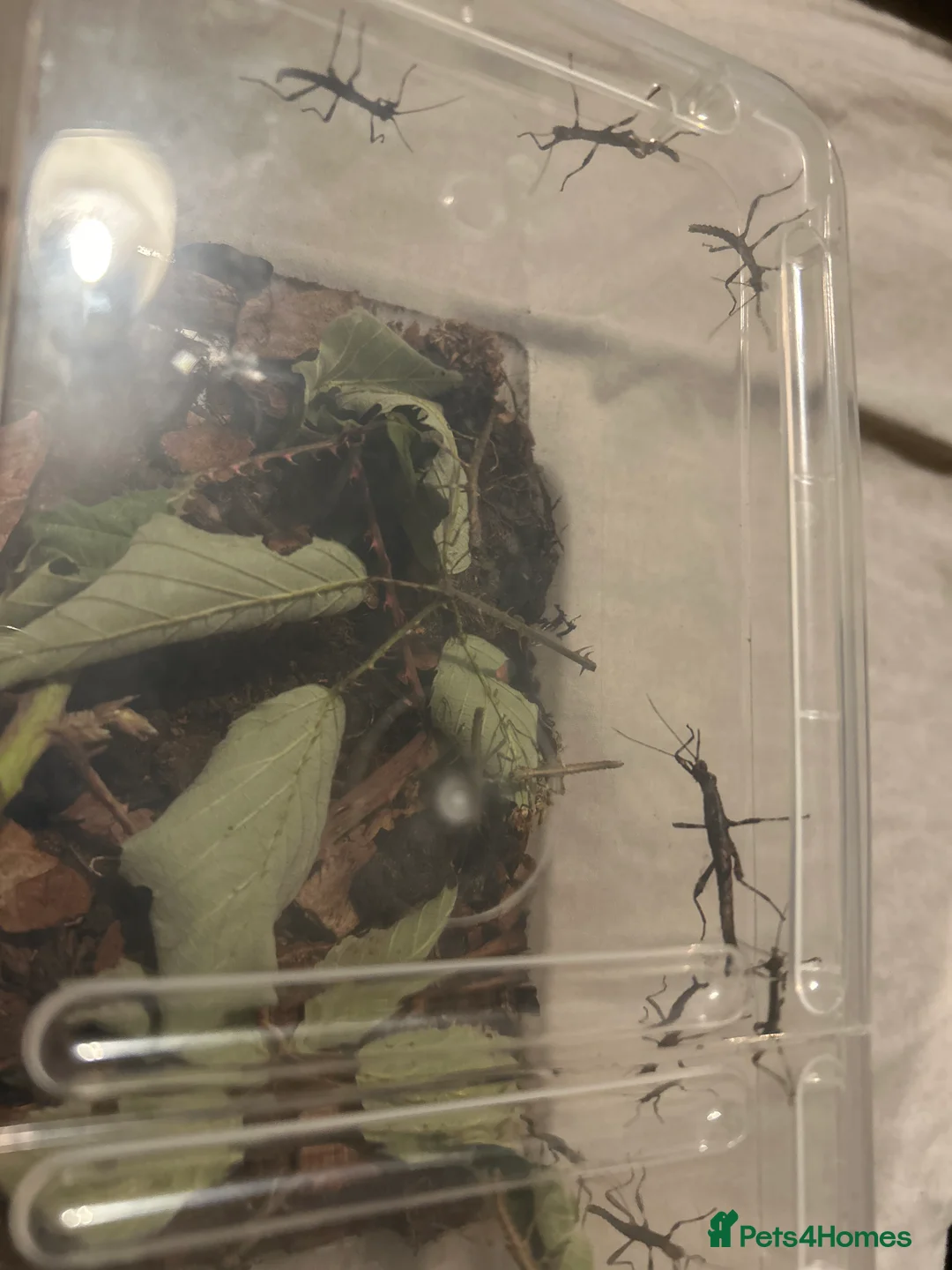 Stick Insects invertebrates for sale: Sunny and Thorny Stick insects - Advert 3