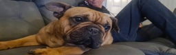 French Bulldog dogs for sale: Milo the frenchie - Advert 3
