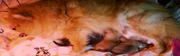 Pomeranian dogs for sale: KC registered pomeranian puppies - 4 girls  - Advert 14