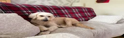 Goldendoodle dogs for sale: GOLDENDOODLE F1 in Mansfield - Advert 4