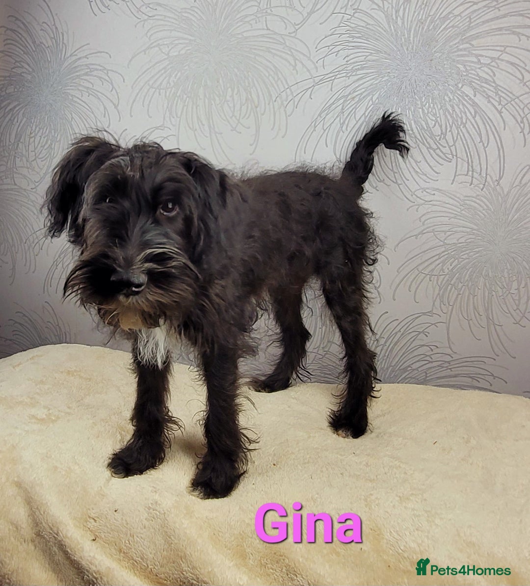 Australian Labradoodle dogs for sale: Australian Labradoodle × Fox Terrier Puppies - Image 31