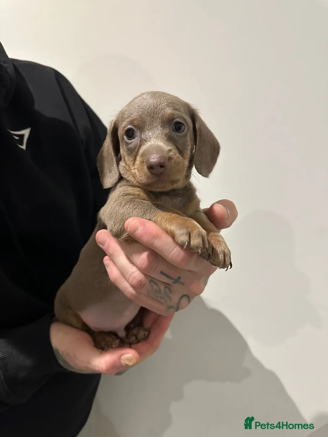 Miniature Dachshund dogs for sale: Mini dachshunds - Advert 5
