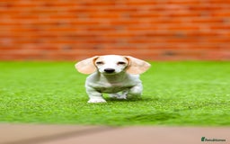 Miniature Dachshund dogs for sale: Miniature cream dachshund - Image 14