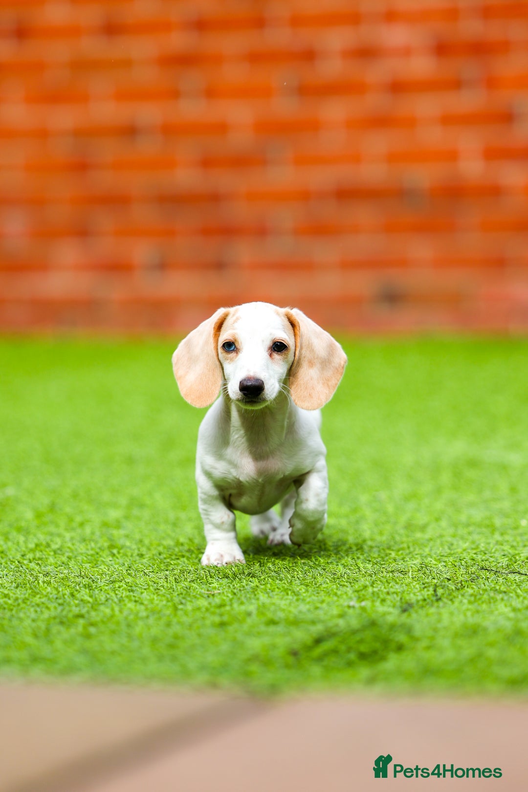 Miniature Dachshund dogs for sale: Miniature cream dachshund - Image 14