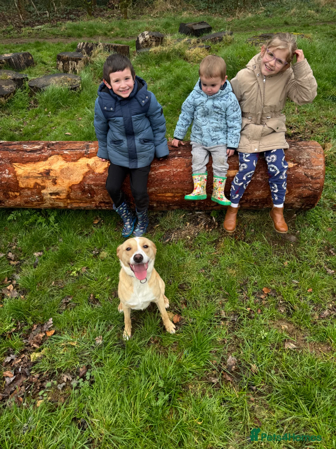 Mixed Breed dogs for sale: Rehoming (no fault of her) - Advert 4