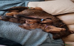 Miniature Dachshund dogs for sale: Miniature dachshund puppies  - Image 1