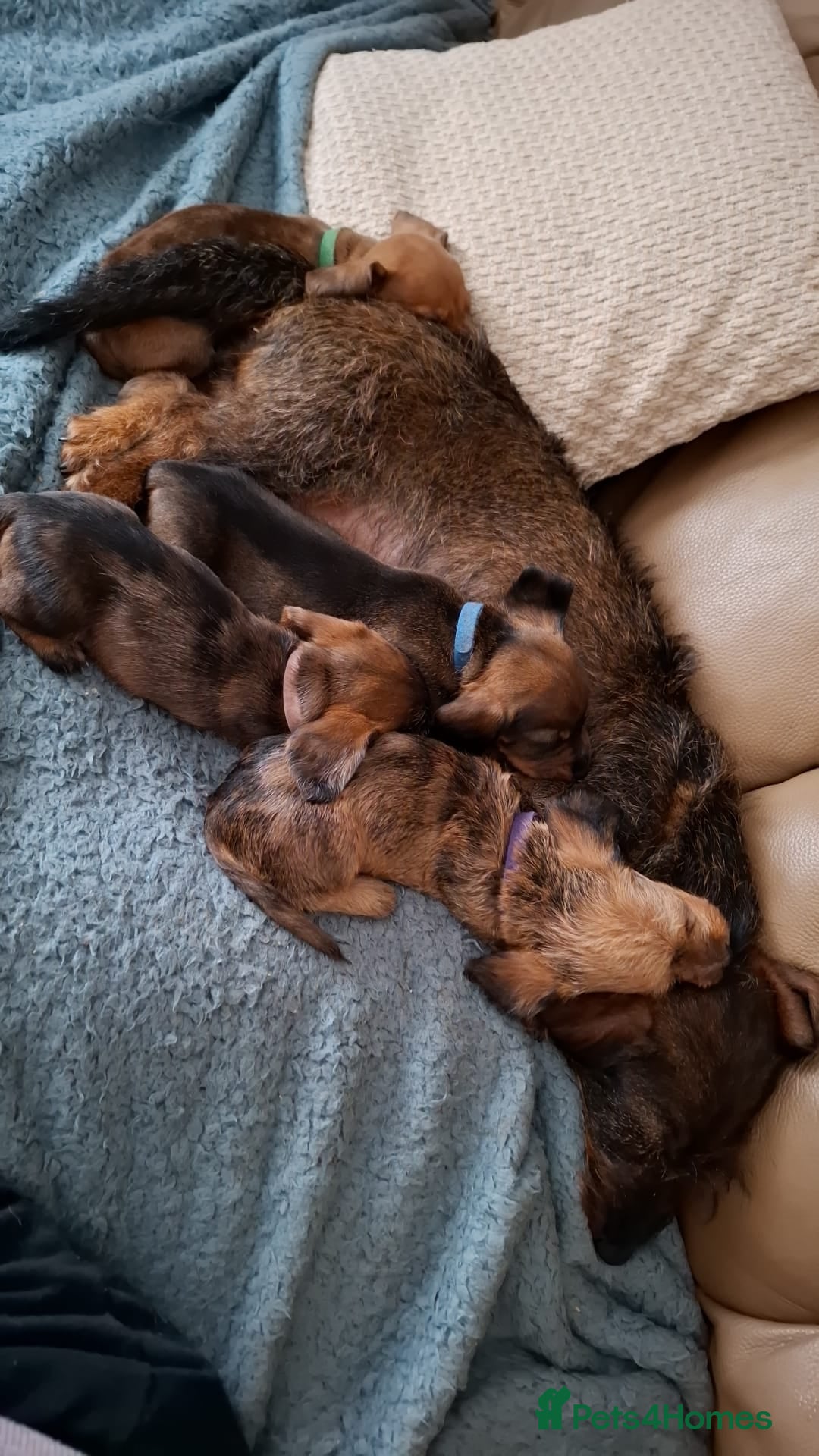 Miniature Dachshund dogs for sale: Miniature dachshund puppies  - Image 1