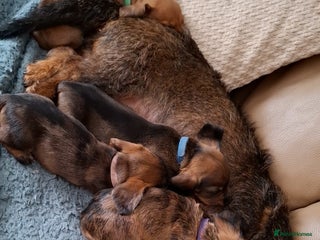 Miniature Dachshund dogs - Advert 33