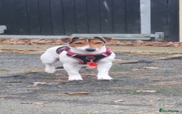 Jack Russell dogs for sale: Beautiful tricoloured jack Russell pups for sale - Advert 3