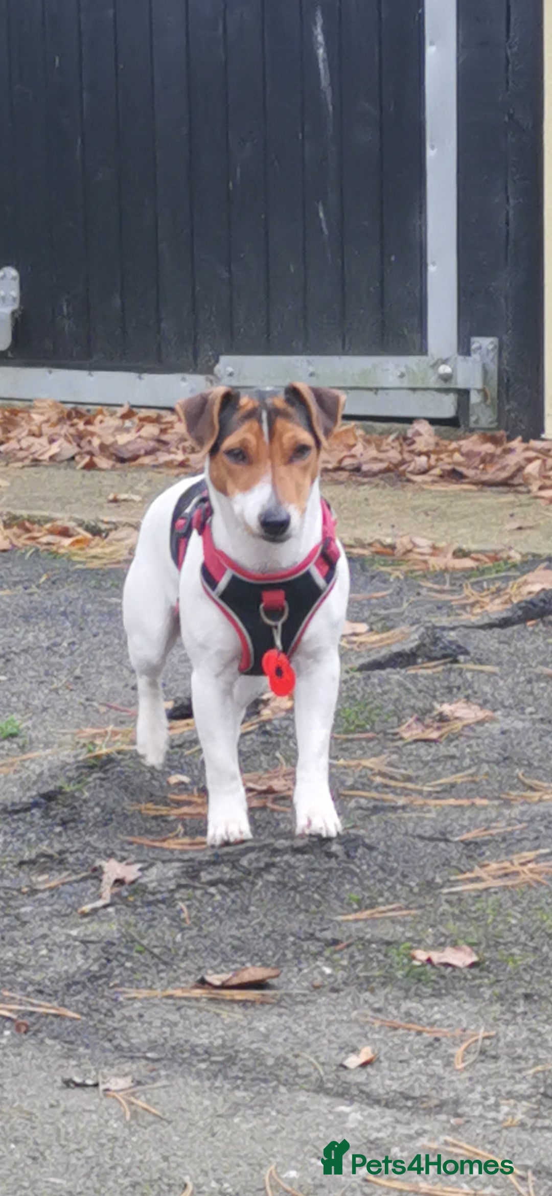 Jack Russell dogs for sale: Beautiful tricoloured jack Russell pups for sale - Advert 3