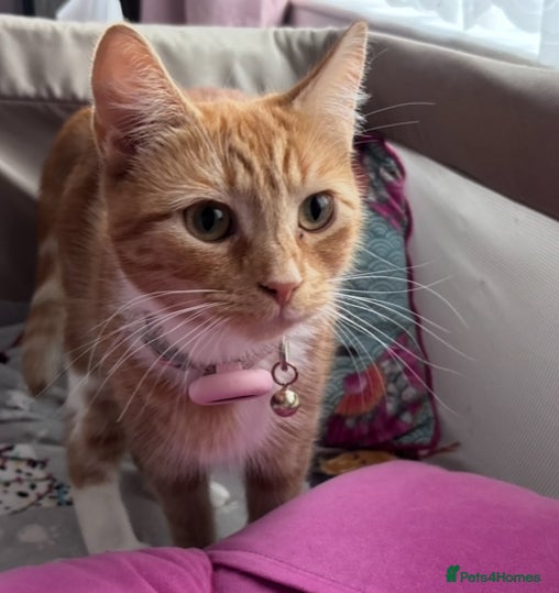 Mixed Breed cats Very Friendly Female Cat - Advert 13