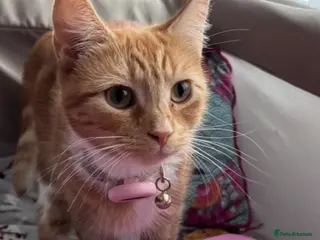 Mixed Breed cats Very Friendly Female Cat - Advert 13