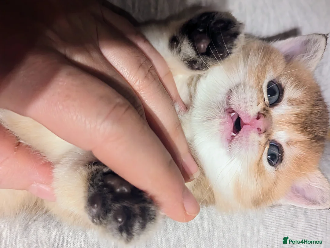 Scottish Fold cats for stud: Import pedigree for stud in Ивсхам - Advert 6