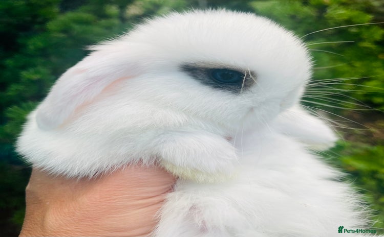 Mini Lop rabbits - Advert 15