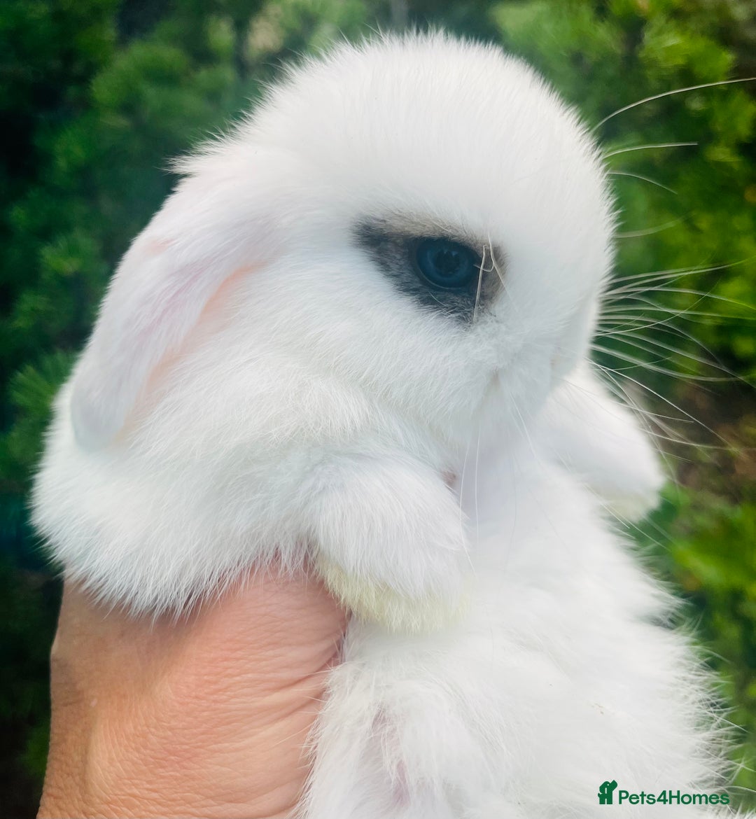 Mini Lop rabbits for sale: Four mini lop babies available, two litters - Image 1