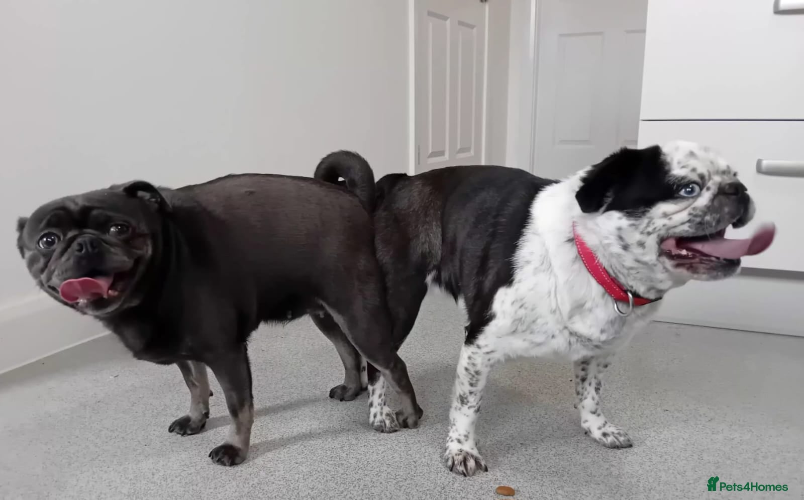 Pug dogs Kc registered pug puppies for sale - Advert 2