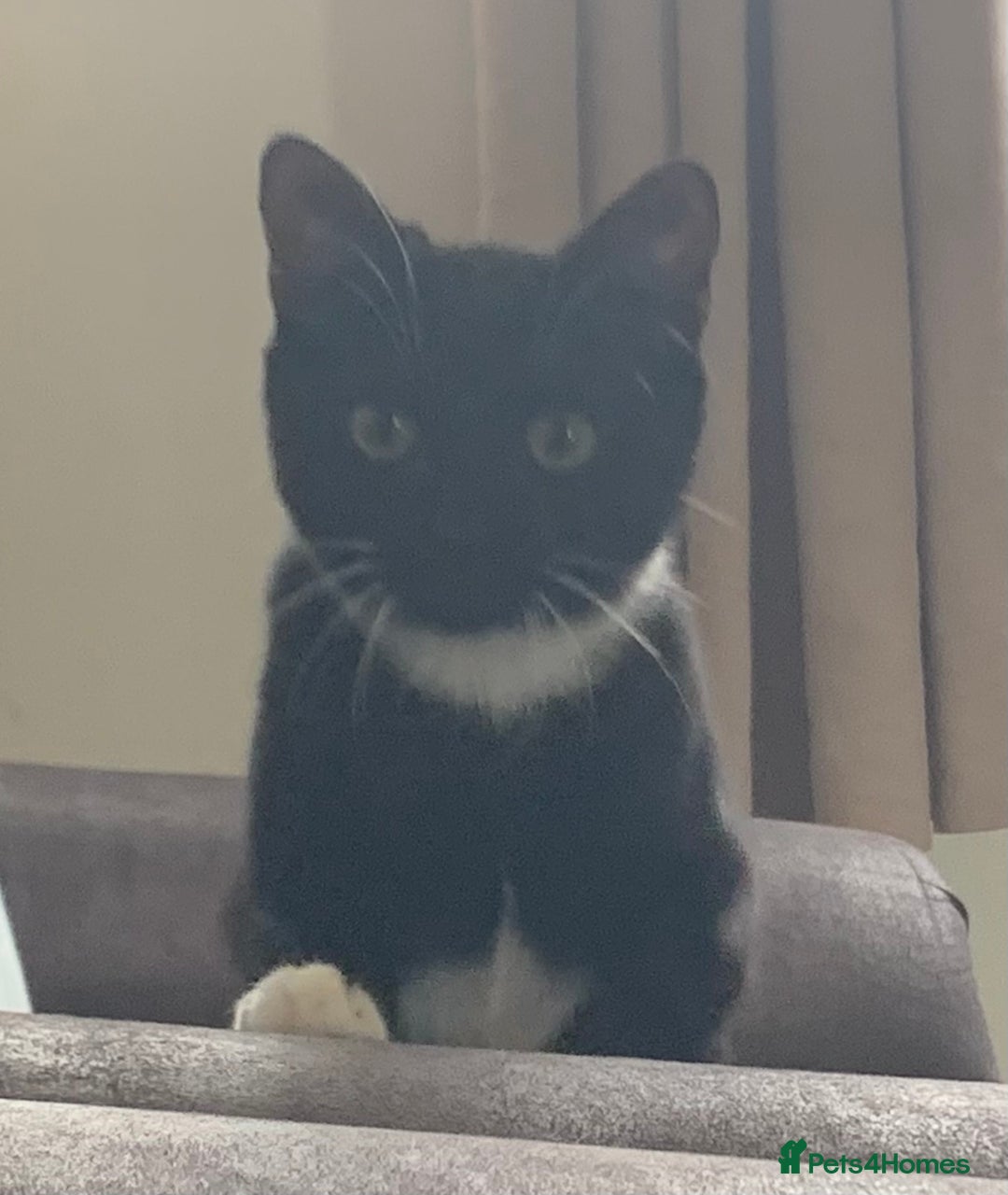 Mixed Breed cats for sale: Socks - Image 7