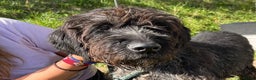 German Wirehaired Pointer dogs for adoption: German Wirehaired Pointer Orla  - Advert 1