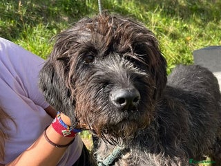 German Wirehaired Pointer dogs German Wirehaired Pointer Orla - Advert 1