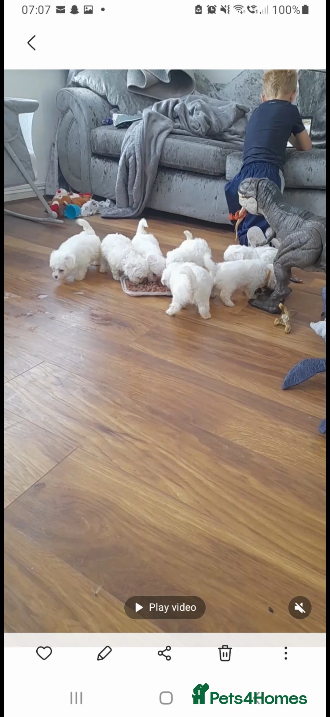 Bichon Frise dogs for stud: KC REGISTERED PROVEN STUD BEST BY FAR OVER 200 pu in Harlow - Advert 7