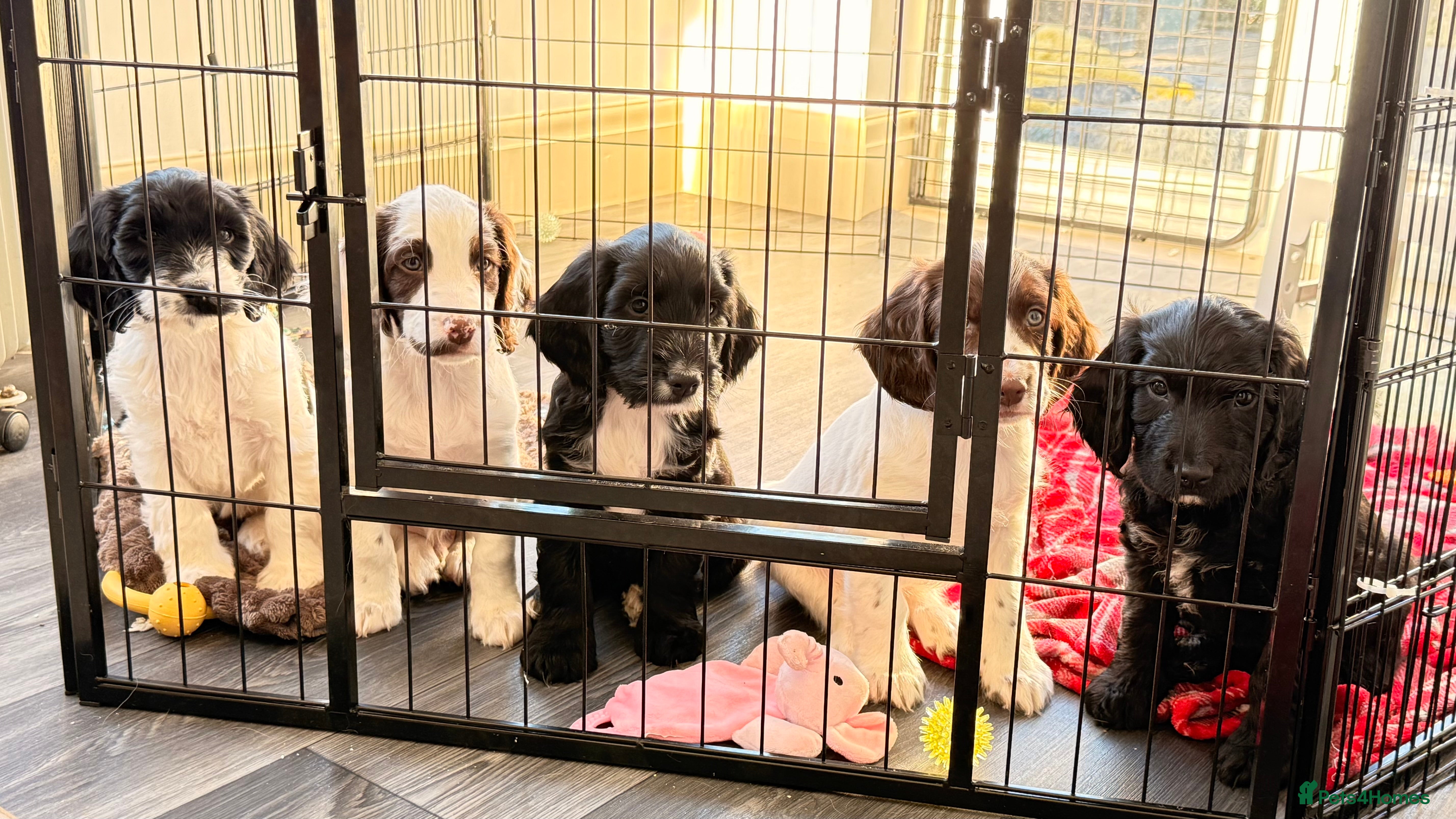 Mixed Breed dogs Cockapoo x English Springer Spaniel  - Advert 4