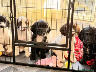 Mixed Breed dogs Cockapoo x English Springer Spaniel - Advert 4